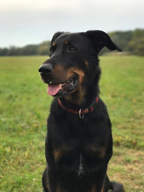 Dog  Beauceron