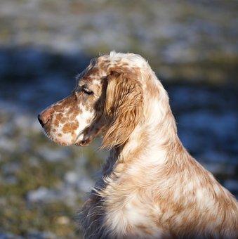 Dog  setter anglais