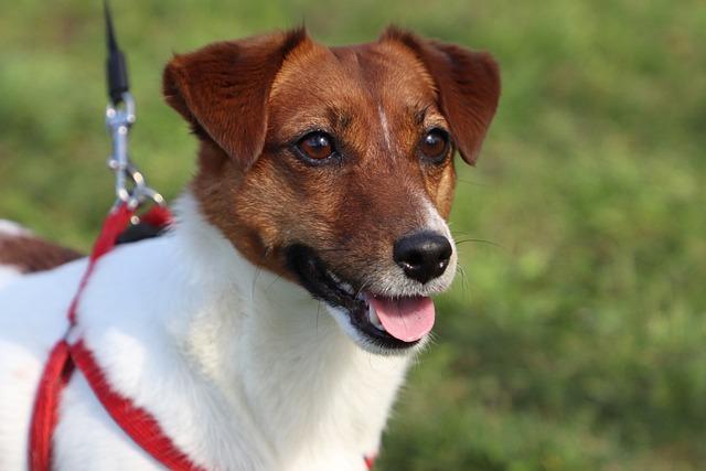 Dog Jack Russell Terrier