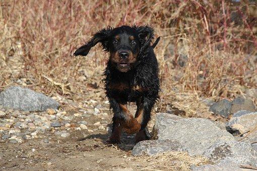 Dog  Setter Gordon  au galop