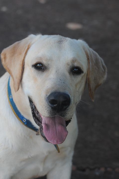 Dog Labrador sable