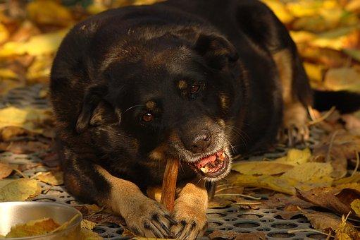 Mastication d'un vieux chien