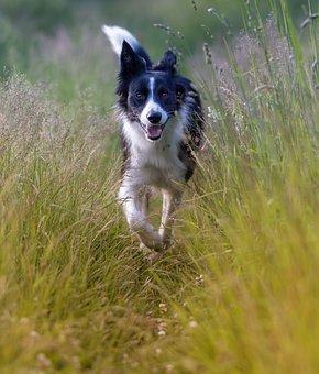 Dog  Border Collie