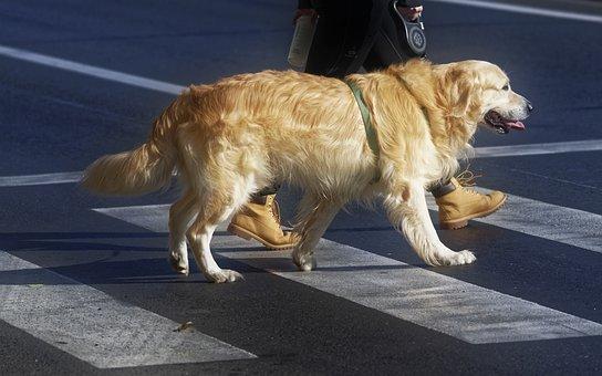 Chien promenant en ville