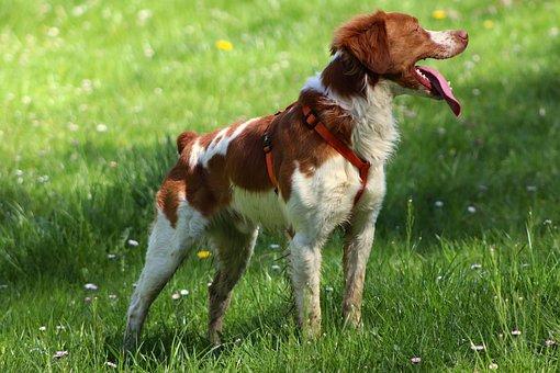 Dog Epagneul Breton