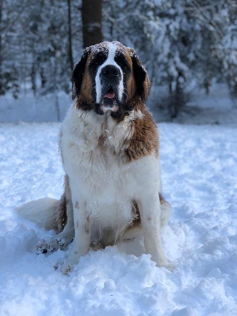 Chien Saint-Bernard