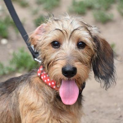 Chien tenu en laisse dans un  bois