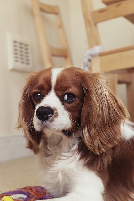 Médaille Chien Cavalier King Tricolore