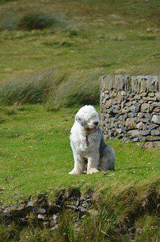 Dog Bobtail