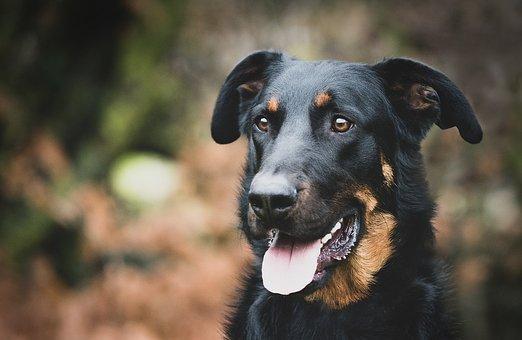 Dog  Beauceron