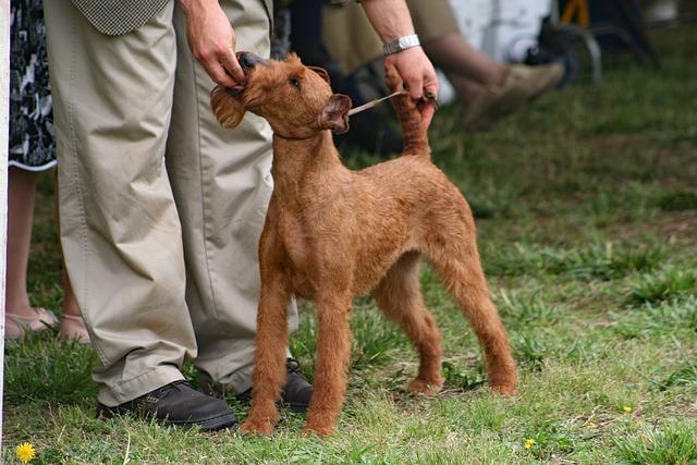 Chien Terrier Irlandais expo