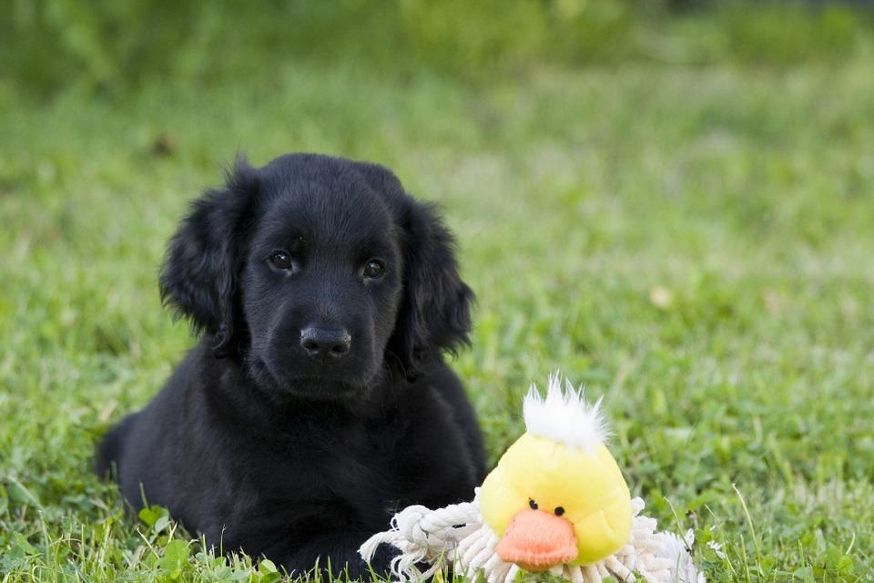 Chiot Flat Coated retriever noir