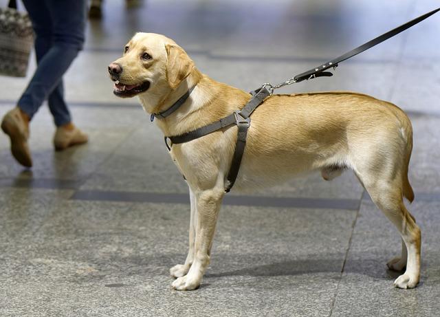 chien Labrador en ville