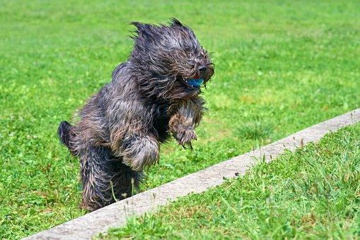 Dog  Briard