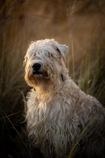 Dog  terrier irlandais au poil doux