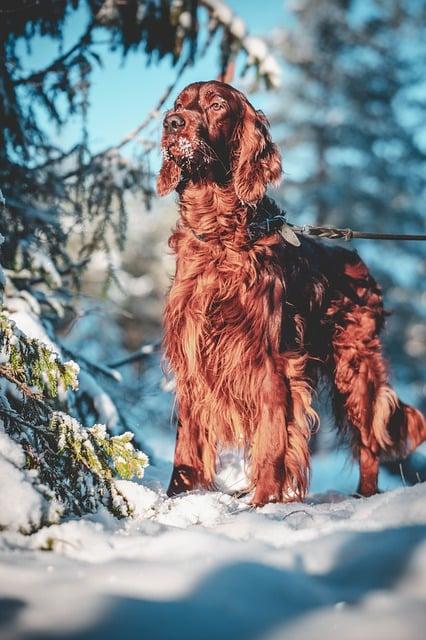 Dog setter irlandais