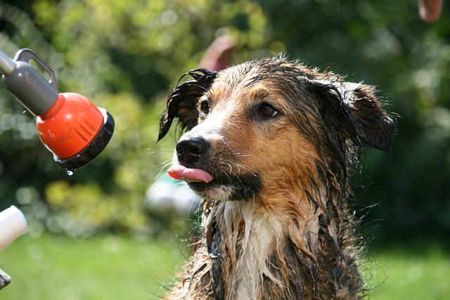 Chien lavé dans le jardin