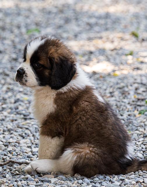 Chiot Saint-Bernard