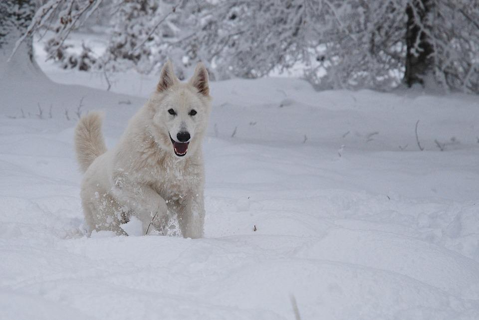 Chien Berger Blanc Suisse