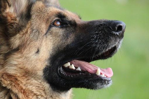 Tête de chien Berger Allemand