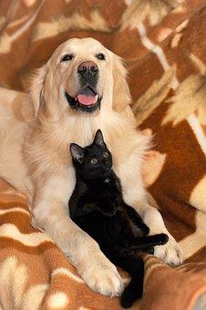 Chat noir et Chien golden