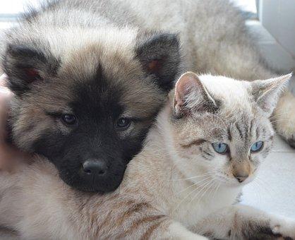 Dog cat  chien et chat