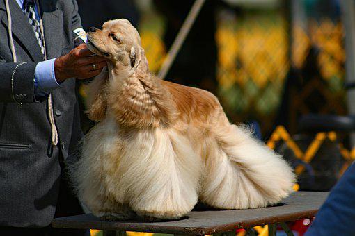 Dog show Cocker américain