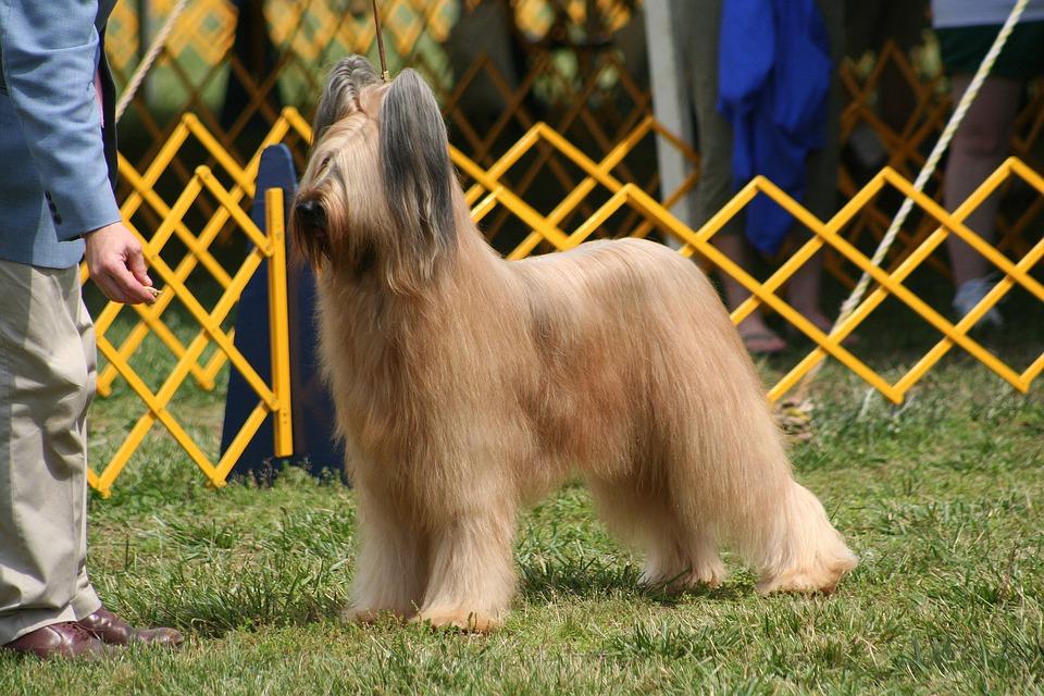 Chien Briard en exposition canine