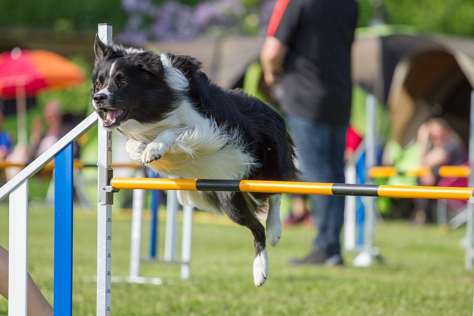 Dogs Border collie