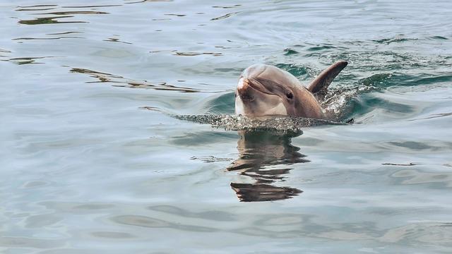 Dolphin dauphin