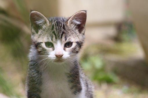 Domestic animal chaton