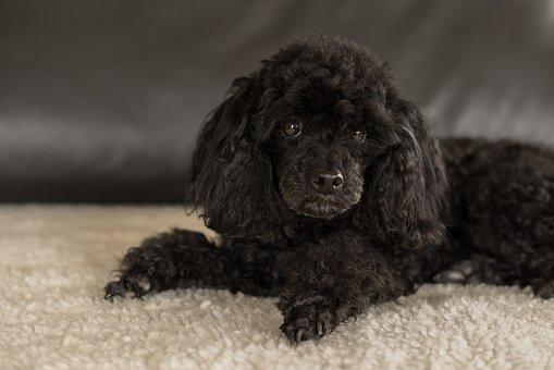 Dwarf poodle black 3294512 340