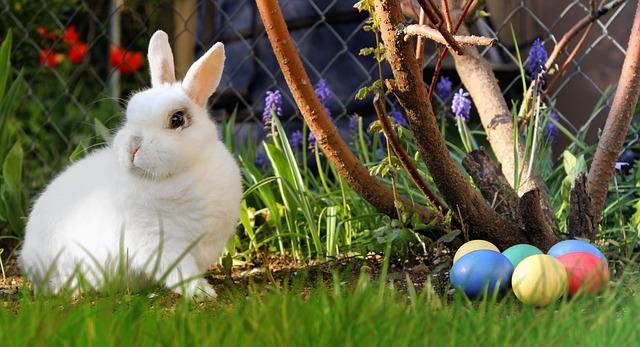 Easter Pâques lapin