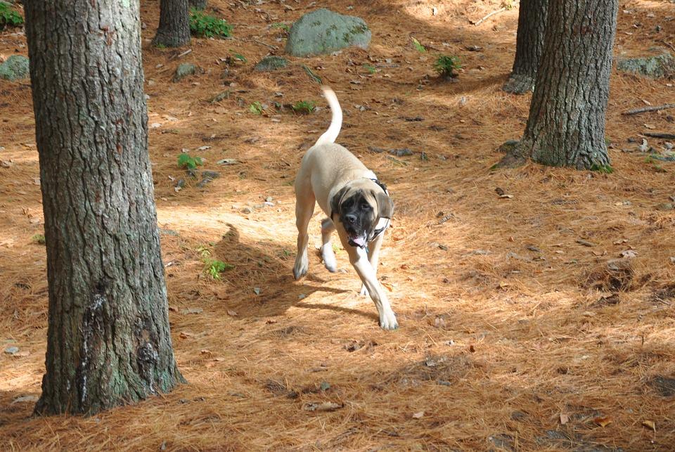 English mastiff