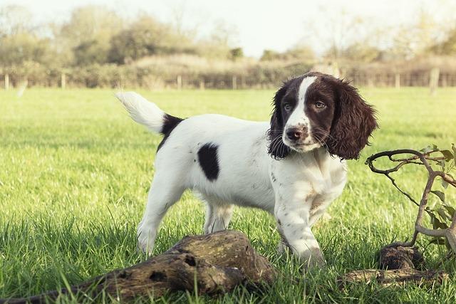 Chiot English Springer Spaniel