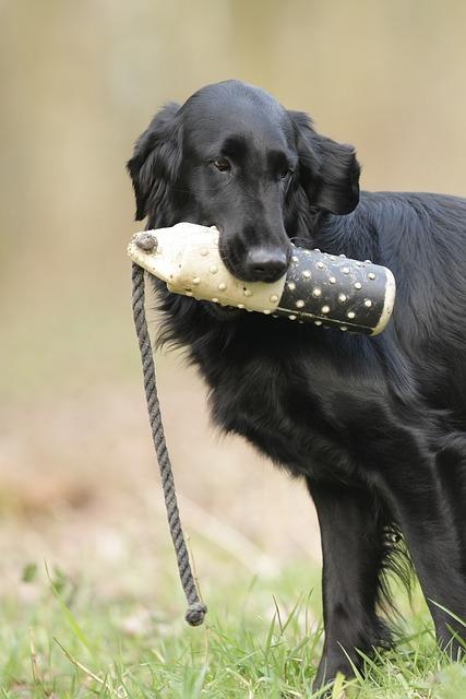 Flatcoated retriever