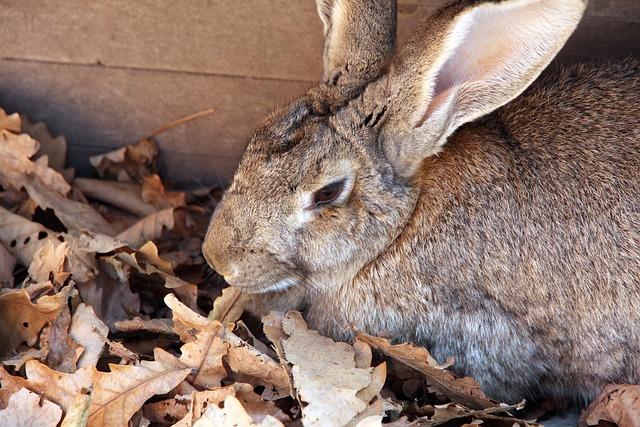 Flemish giant rabbit  Géant des Flandres