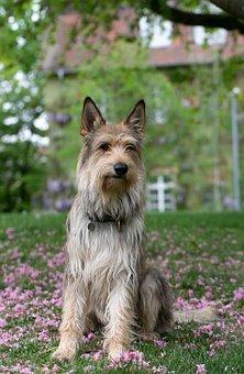 Chien Berger de Picardie