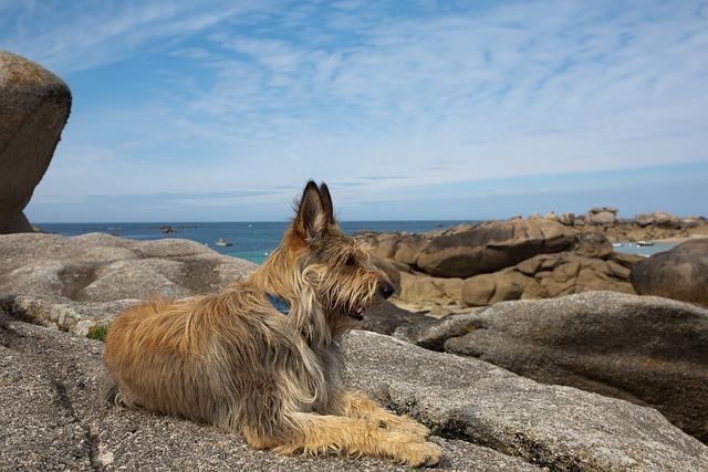 Chien Berger Picard guette sur un rocher