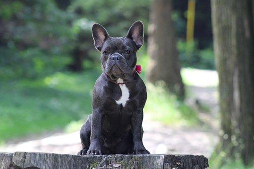 French bulldog 3519865 340