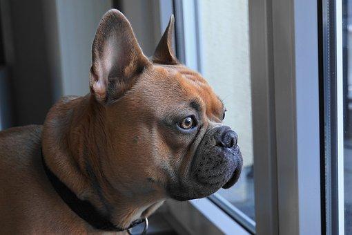 French bulldog  Bouledogue français