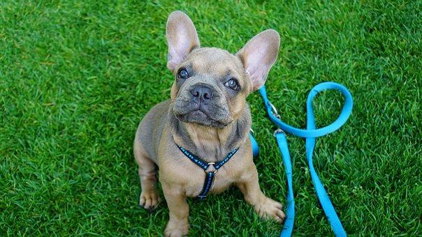 French bulldog chiot