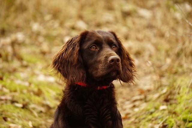 Chien d'Oysel allemand