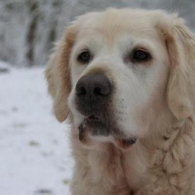 Golden retriever
