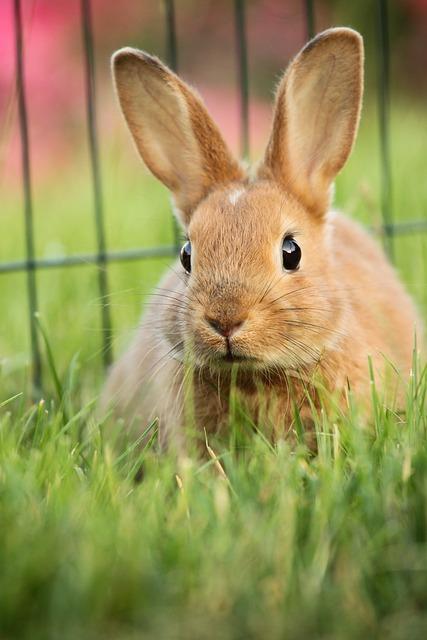 Hare  lapin dans enclos herbeux