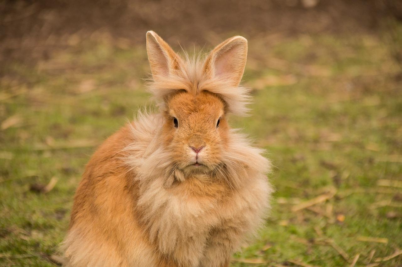 Hare lapin tête de lion