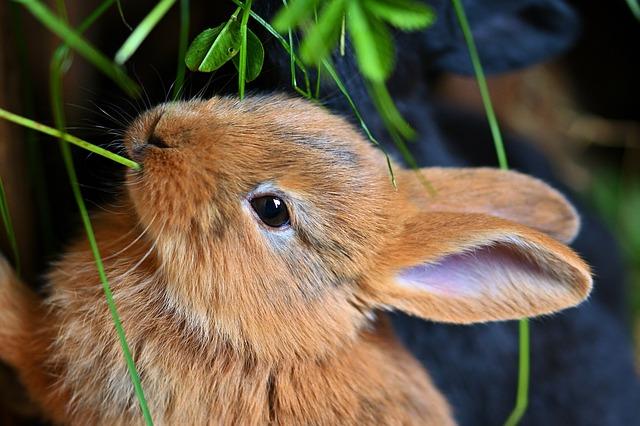 Hare lapin fauve