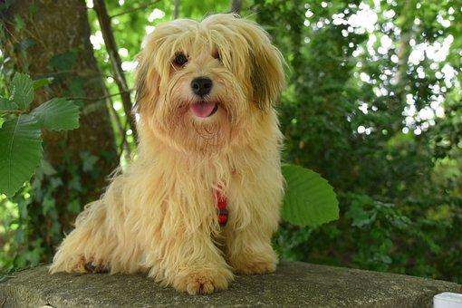 Havanese Bichon Havanais