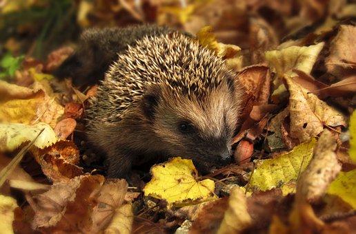 Hedgehog  Hérisson