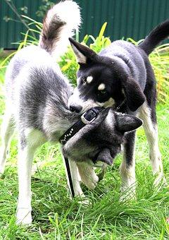 Husky mord un autre chien